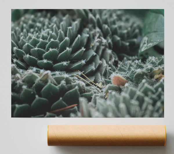Dusty Teal Rosettes Giclee Print