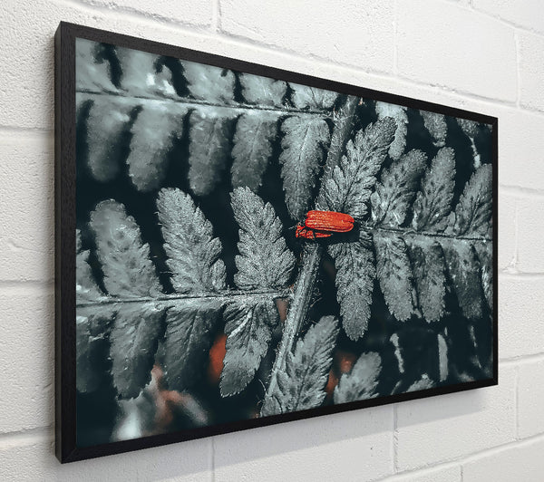 Red On Grey Fern