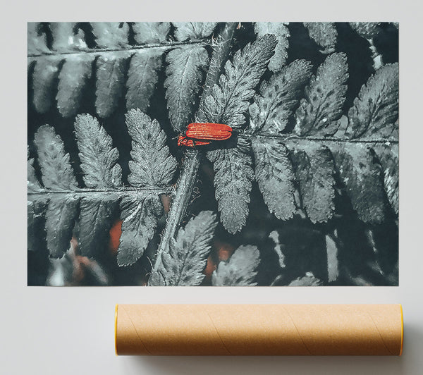 Red On Grey Fern Poster