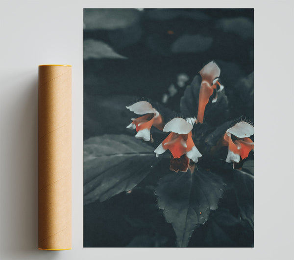 Orange Bloom In Darkness Giclee Print