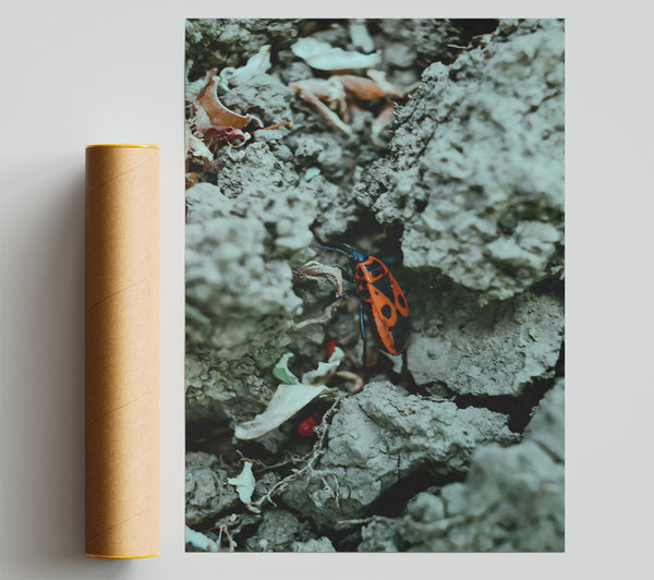 Red Bug On Grey Rock Giclee Print