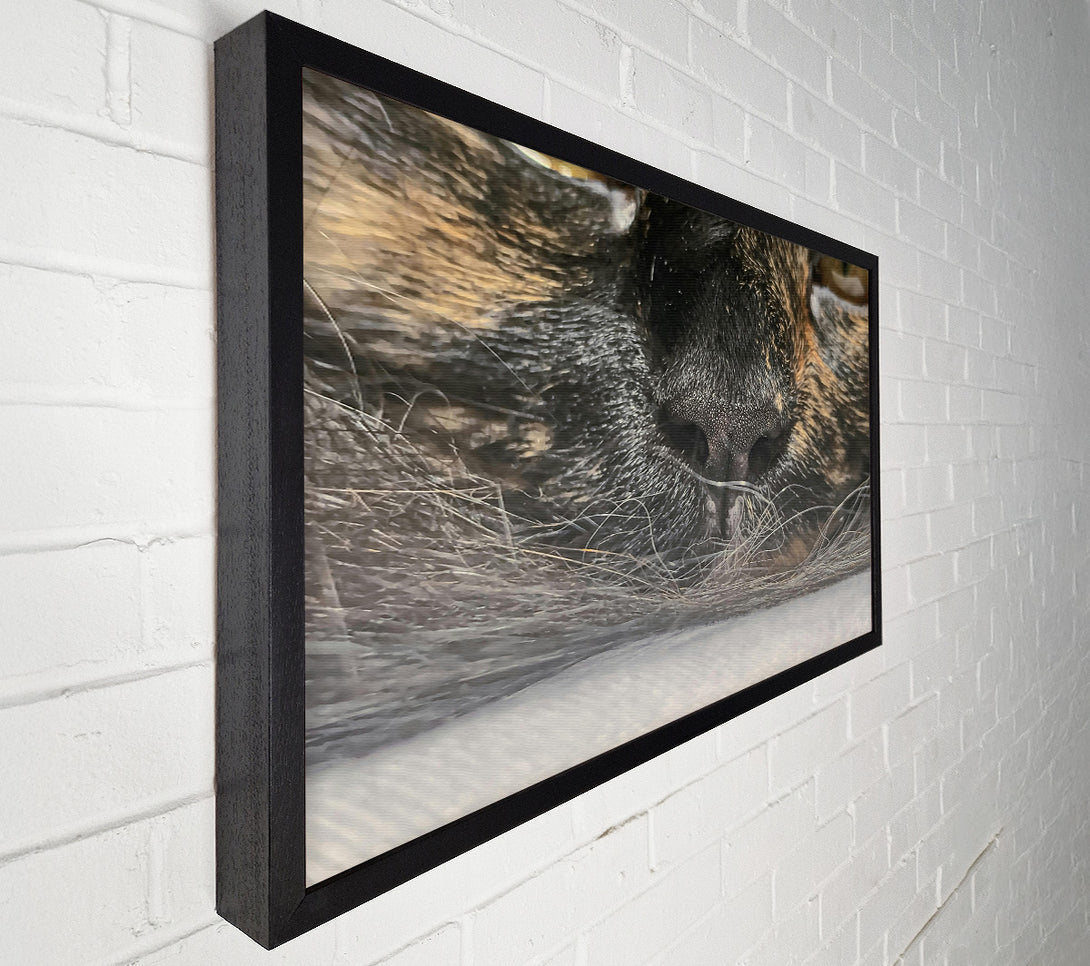  A Canvas Print of Black Whiskered Nose Canvas Print