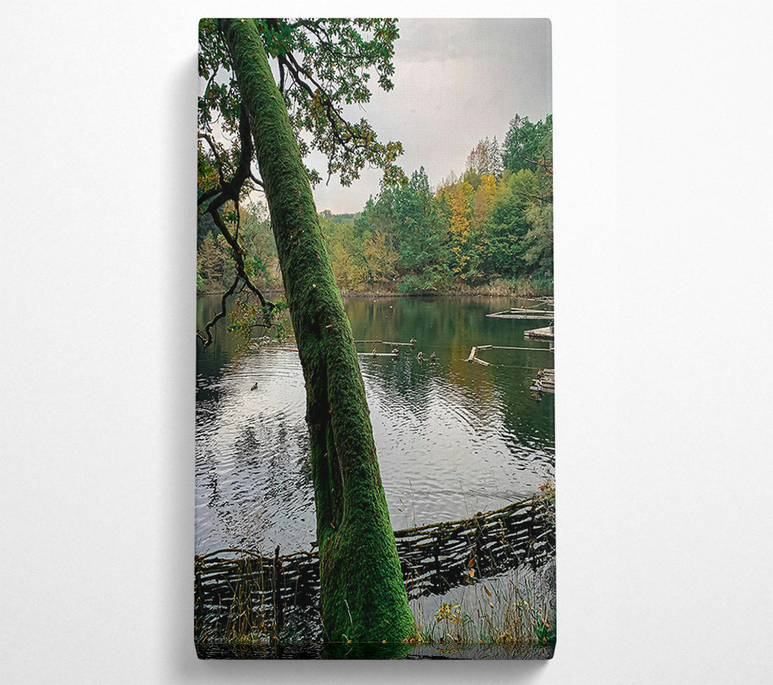  A Canvas Print of Green Mossy Embrace Canvas Wall Art
