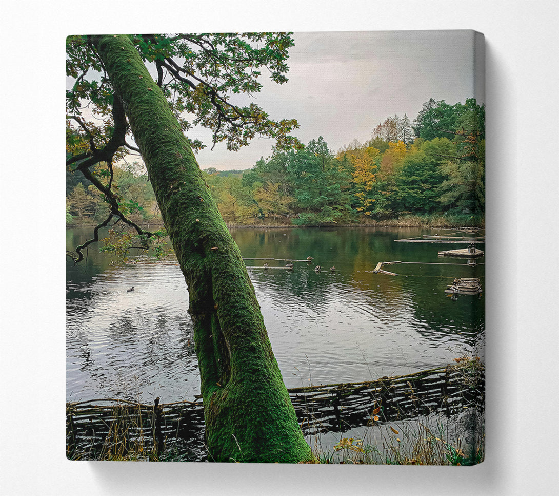  A Canvas Print of Green Mossy Embrace Canvas Wall Art