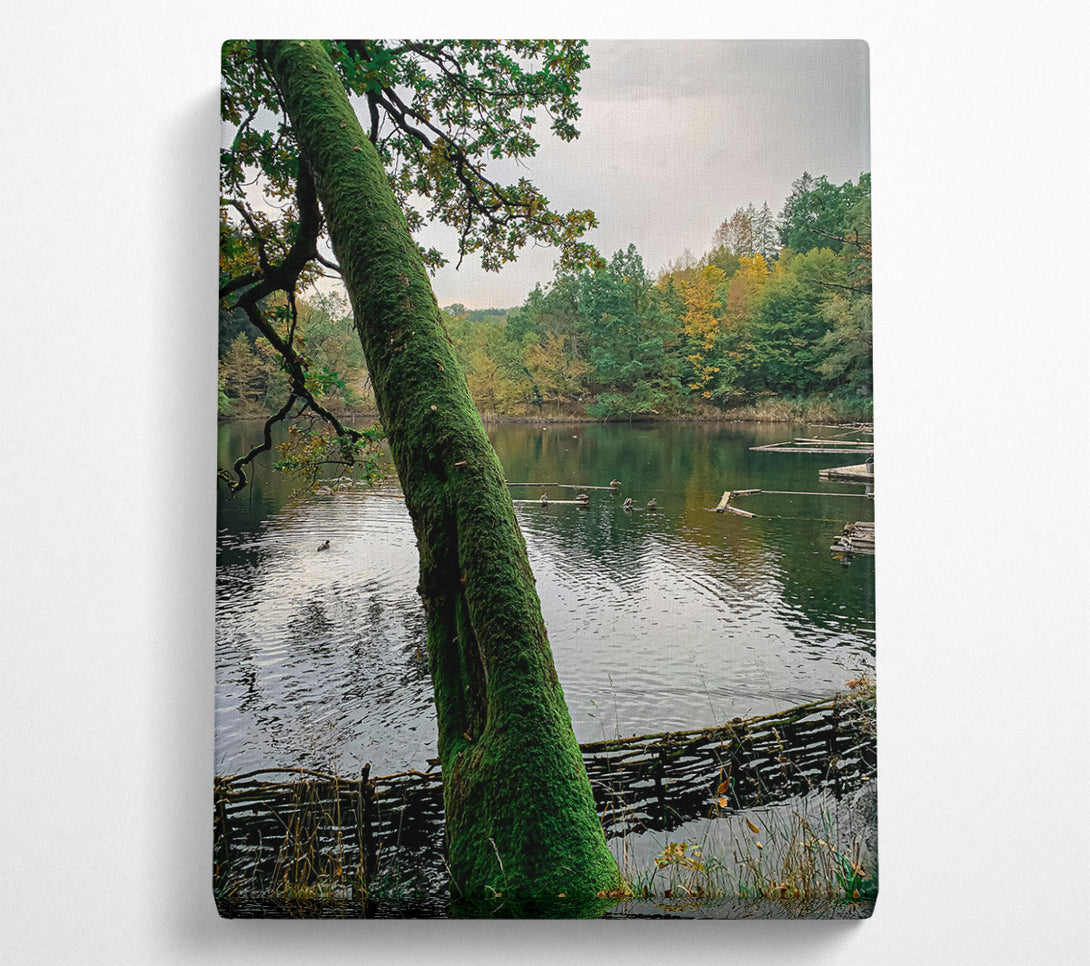  A Canvas Print of Green Mossy Embrace Canvas Wall Art
