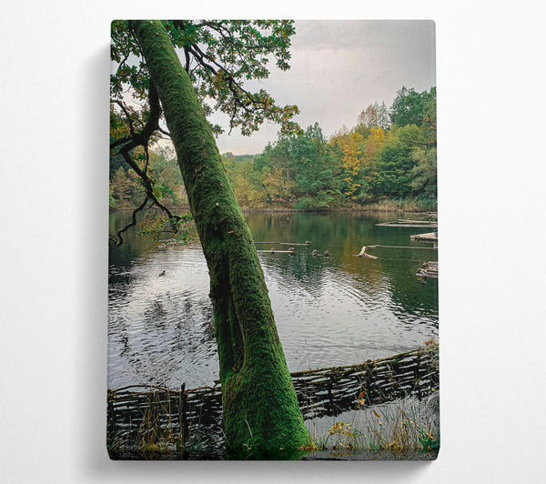  A Canvas Print of Green Mossy Embrace Canvas Wall Art