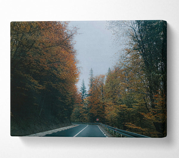  A Canvas Print of Golden Road Through Trees Canvas Print