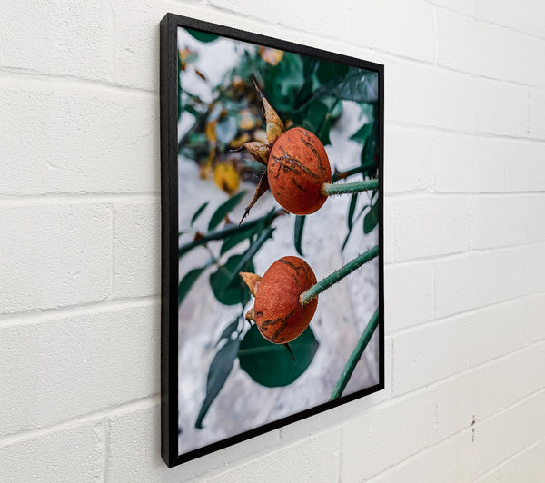 Russet Rose Hips