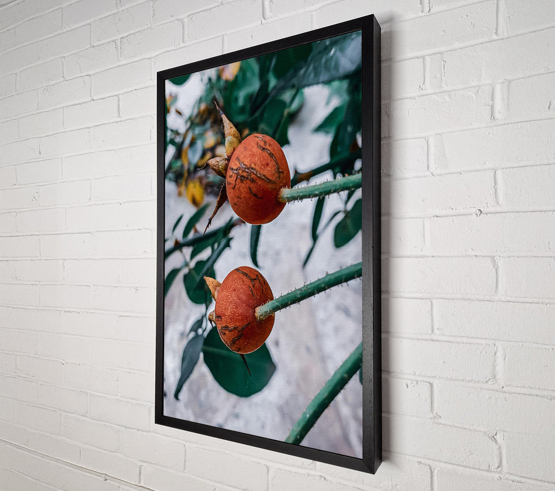  A Canvas Print of Russet Rose Hips Canvas Wall Art