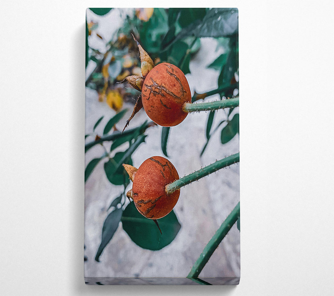  A Canvas Print of Russet Rose Hips Canvas Wall Art