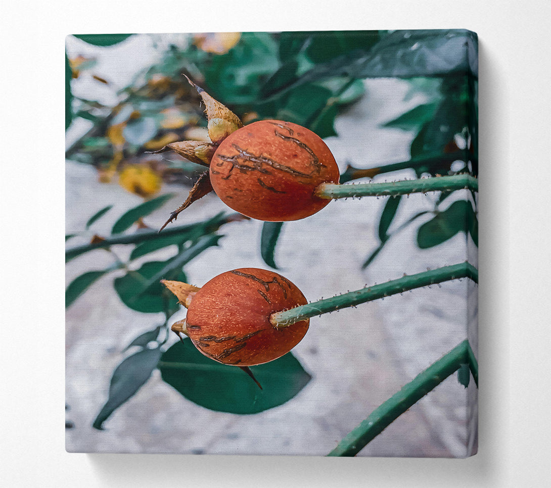  A Canvas Print of Russet Rose Hips Canvas Wall Art