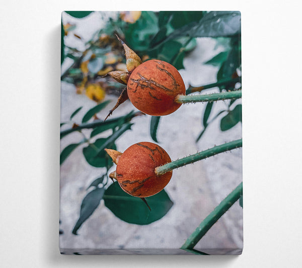  A Canvas Print of Russet Rose Hips Canvas Wall Art