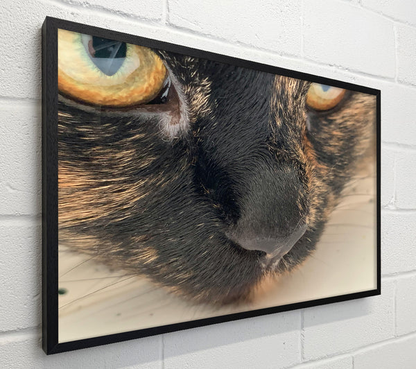 Black Whiskered Gaze