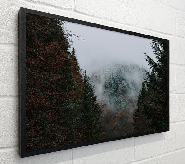 Gray Forest Mist
