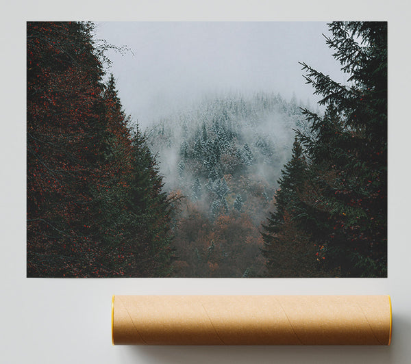Gray Forest Mist Print