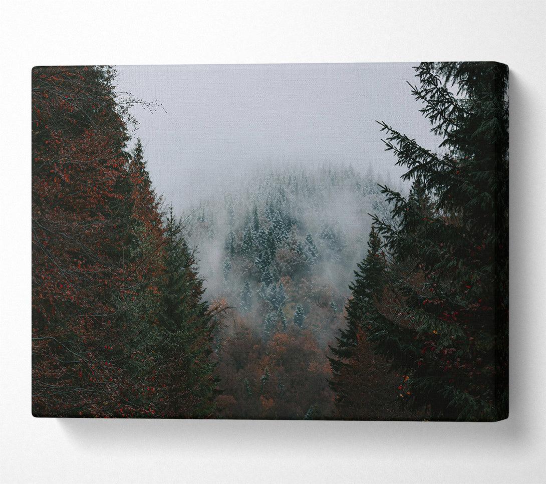  A Canvas Print of Gray Forest Mist Canvas Wall Art