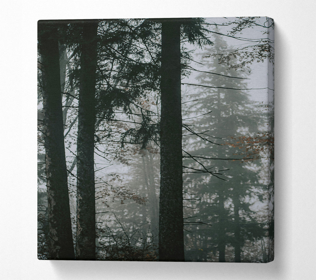  A Canvas Print of Forest Green Fog Canvas Art