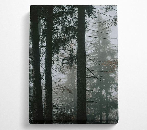  A Canvas Print of Forest Green Fog Canvas Art