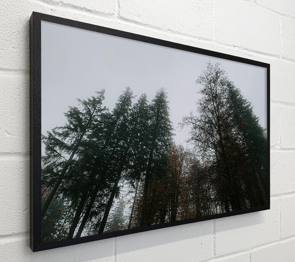 Grey Skies, Green Trees