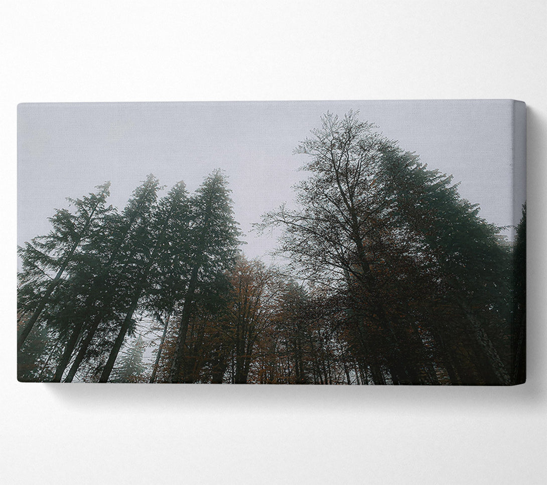  A Canvas Print of Grey Skies, Green Trees Canvas Wall Art