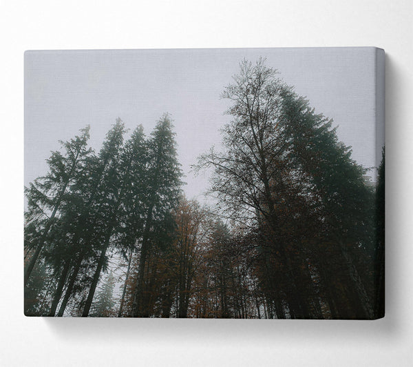  A Canvas Print of Grey Skies, Green Trees Canvas Wall Art