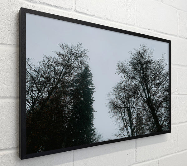 Silver Branches Ascend