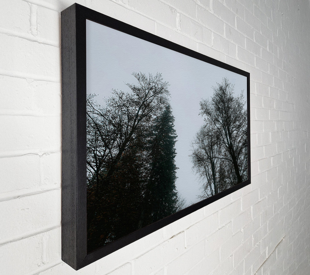  A Canvas Print of Silver Branches Ascend Canvas Art