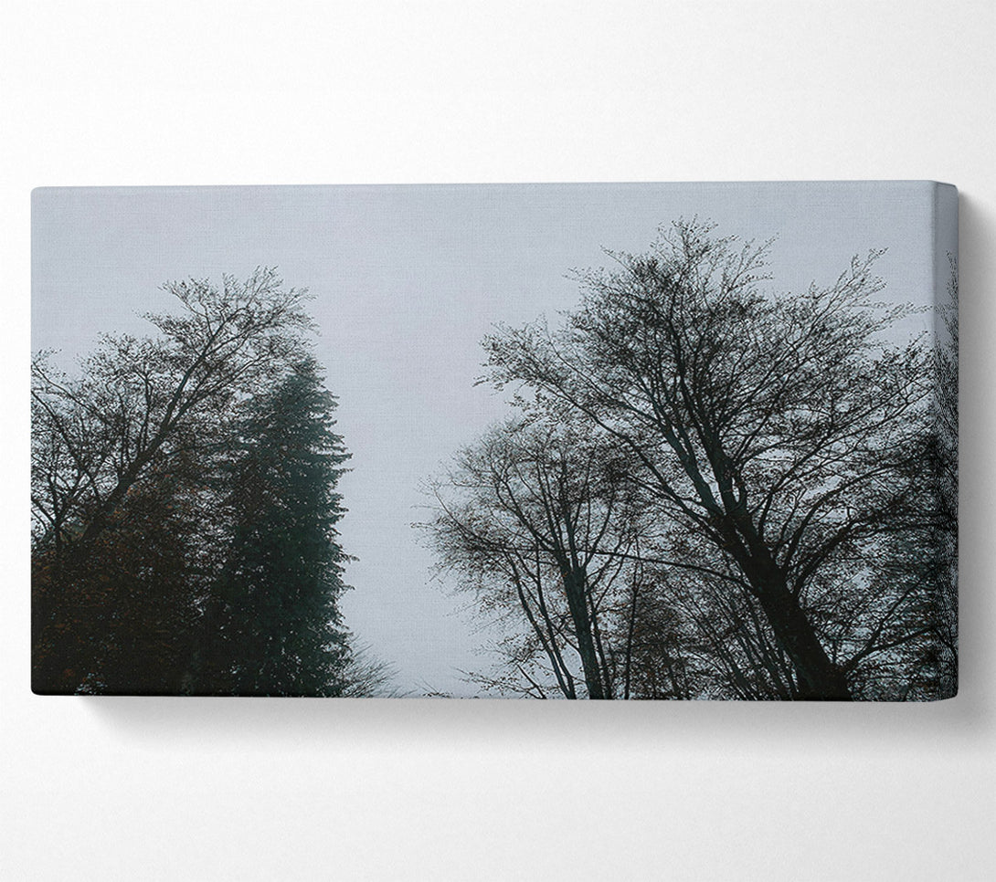  A Canvas Print of Silver Branches Ascend Canvas Art