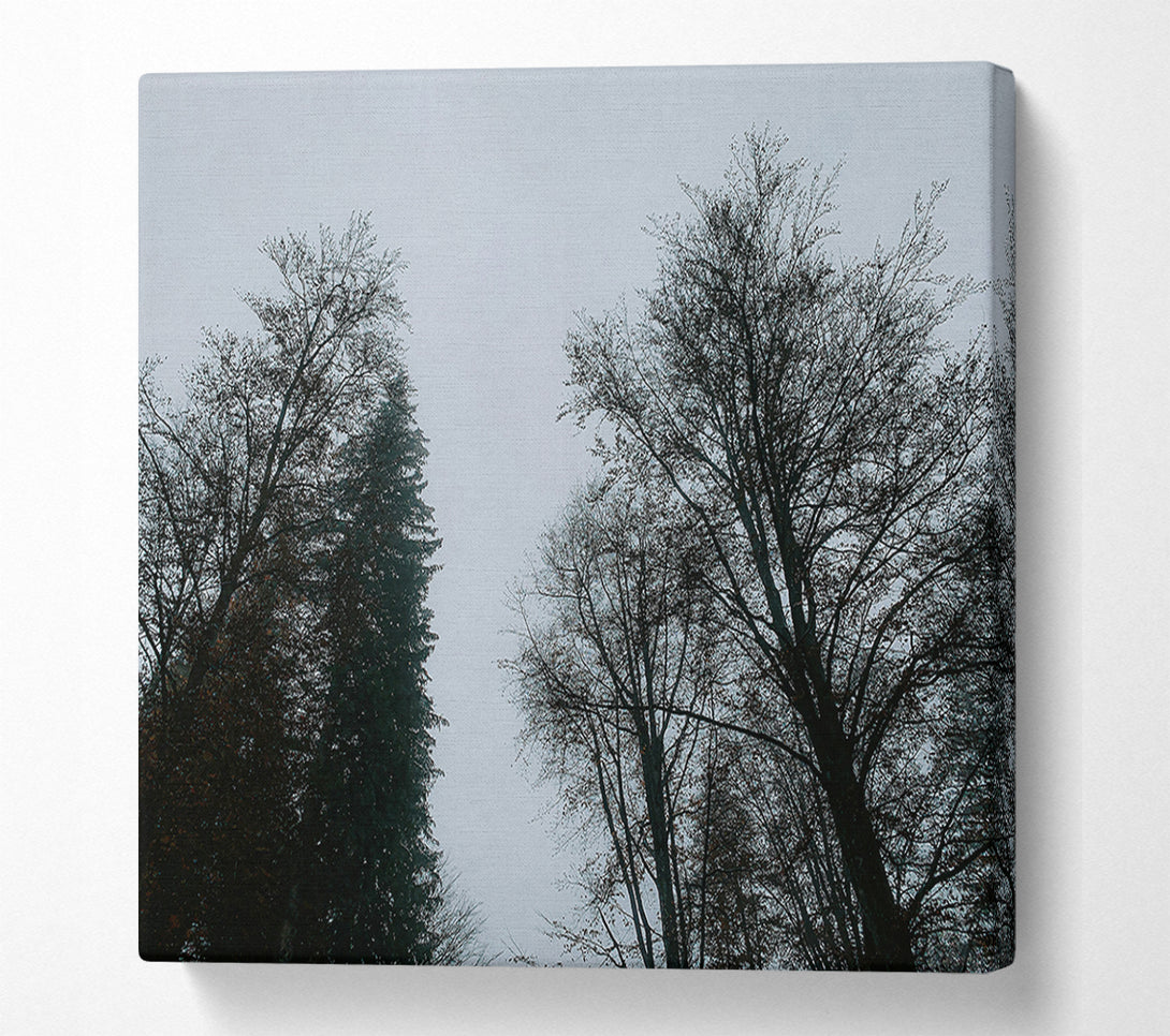  A Canvas Print of Silver Branches Ascend Canvas Art