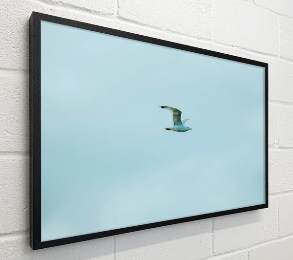 Pale Blue Freedom