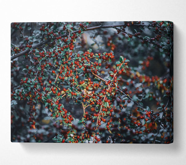  A Canvas Print of Crimson Berry Branches Canvas Wall Art