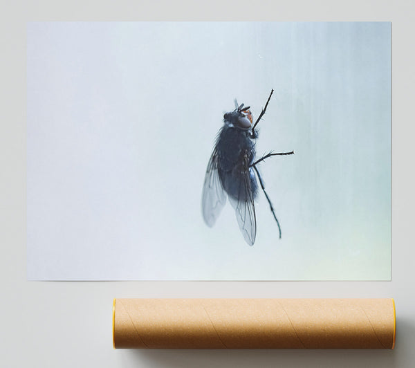 Blue Fly On Glass Poster