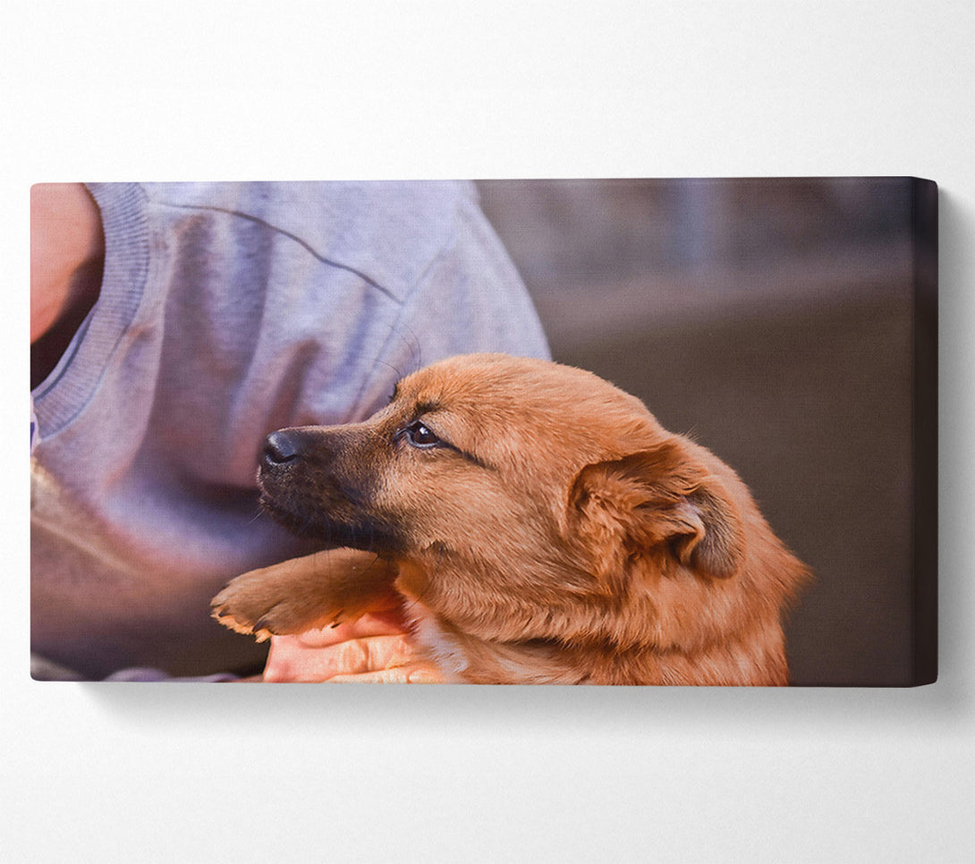  A Canvas Print of Golden Furred Hope Canvas Print