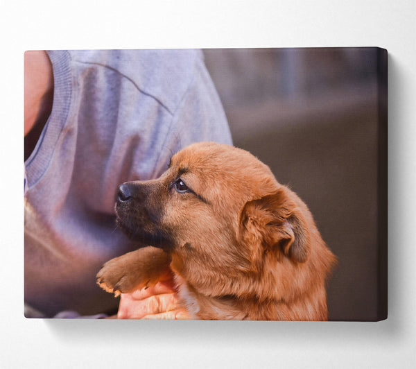  A Canvas Print of Golden Furred Hope Canvas Print