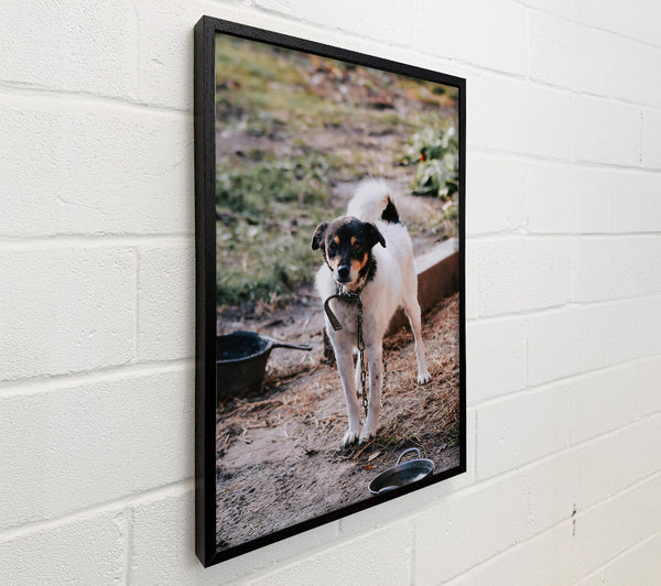 Black-Eyed White Watchdog