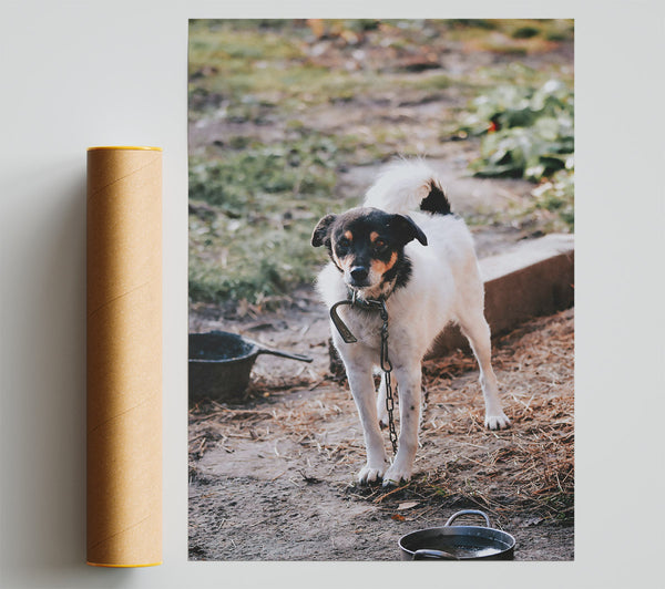 Black-Eyed White Watchdog Poster