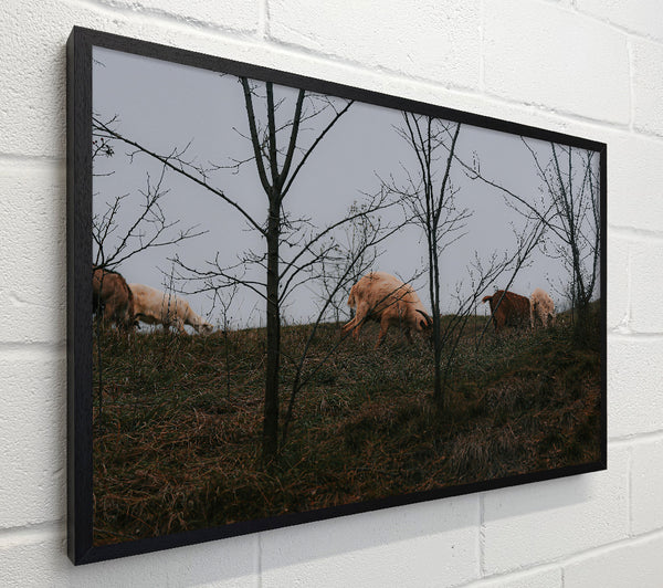Brown & White Grazing