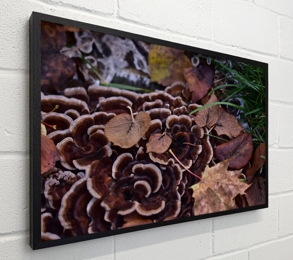 Brown Shelf Fungi And Leaves