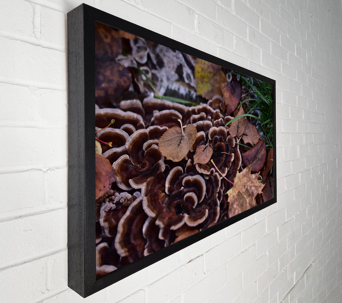  A Canvas Print of Brown Shelf Fungi And Leaves Canvas Print