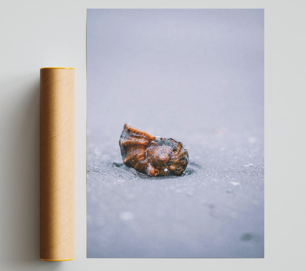 Brown Shell On Sand Print