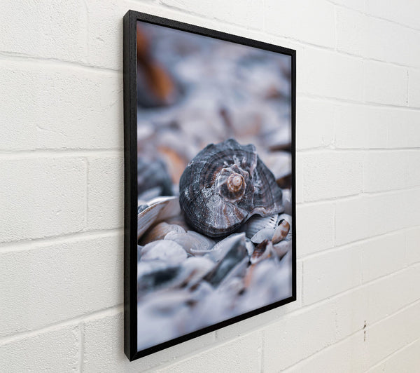Gray Seashell Symphony