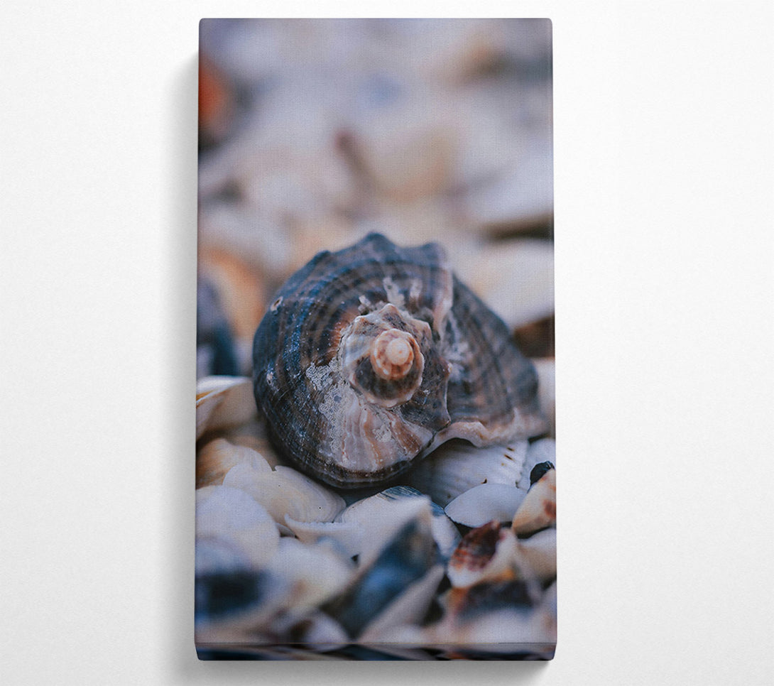  A Canvas Print of The Grey Seashell Nest Canvas Print