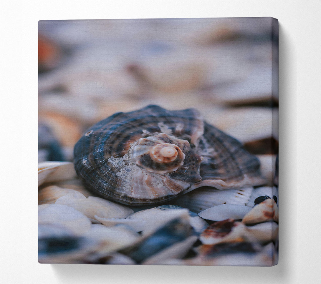  A Canvas Print of The Grey Seashell Nest Canvas Print