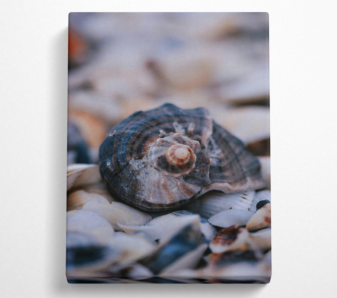  A Canvas Print of The Grey Seashell Nest Canvas Print