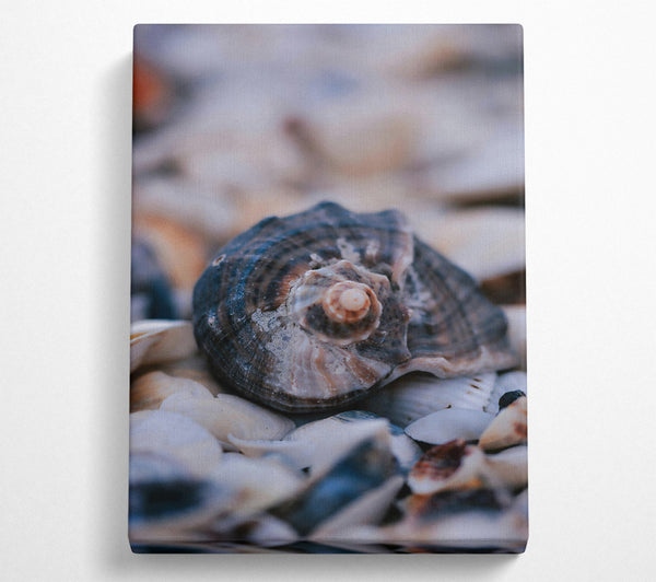  A Canvas Print of The Grey Seashell Nest Canvas Print