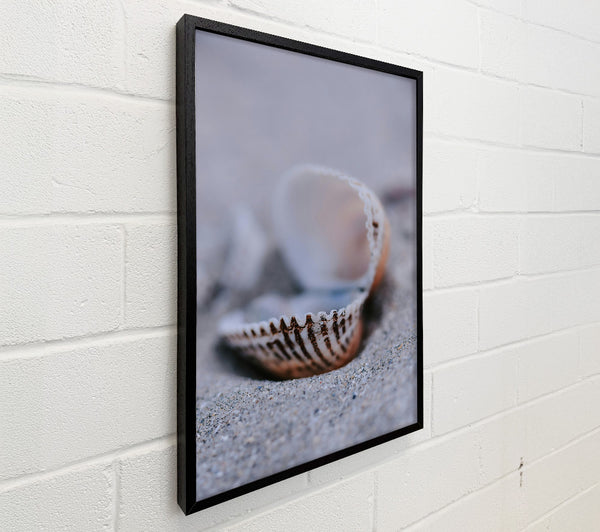 Sand-Colored Seashell