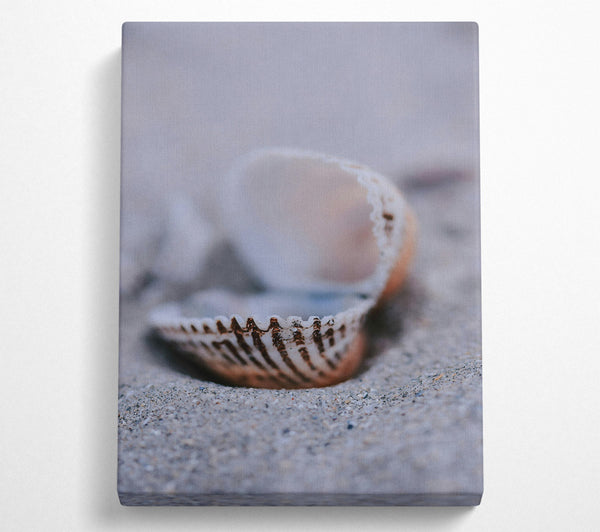  A Canvas Print of Sand-Colored Seashell Canvas Print