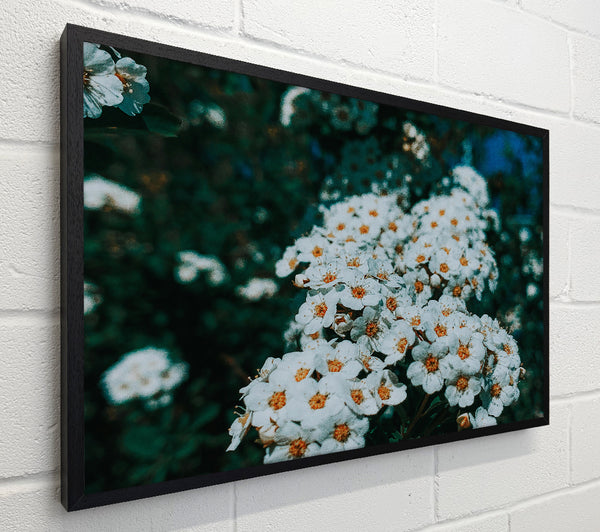 White Blooms In Teal Light