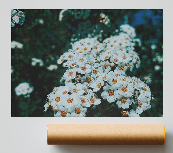 White Blooms In Teal Light Print