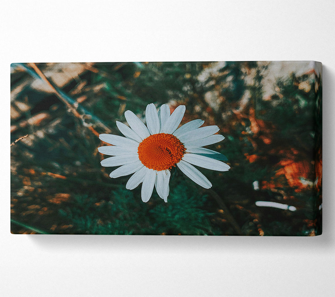  A Canvas Print of Orange Center Bloom Canvas Art